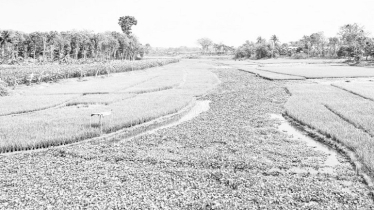 দখলদারদের কারণে খরস্রোতা ১২ নদ-নদী এখন কৃষিজমি