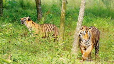সুন্দরবনে রেড অ্যালার্ট জারি, ঈদের ছুটি বাতিল