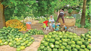 প্রতি বাঙ্গি বিক্রি হচ্ছে ২-৩ টাকায়, ক্ষতির মুখে পড়েছেন কৃষকরা