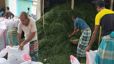 মানিকগঞ্জে কাঁচা মরিচের বাম্পার ফলন, দামে হতাশ কৃষক