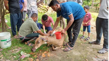 পঞ্চগড়ে বিলুপ্ত প্রজাতির নীলগাই উদ্ধার