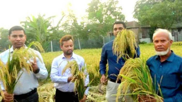 কাটারিভোগ-জিরা চালের চেয়েও চিকন ‘নূর ধান-২’ আবাদ হয় দুই মৌসুমেই!