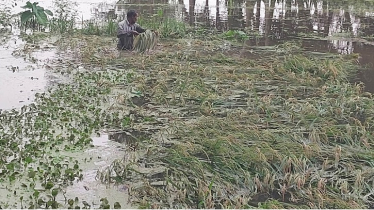 বৃষ্টির পানিতে জমিতেই ভাসছে কৃষকের স্বপ্নের সোনালি পাকা ধান
