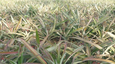 শেরপুরের গারো পাহাড়ে বাণিজ্যিক ভাবে আনারস চাষ শুরু