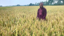ব্রি ১০৪ জাতের ধানে প্রথমবারেই বাজিমাত, বিঘা প্রতি ২২ থেকে ২৫ মণ ফলন