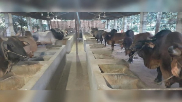 গরু মোটাতাজাকরণ উদ্যোগ রাজশাহীর গ্রামবাসীদের ভাগ্য উন্নয়নে ভূমিকা রাখছে