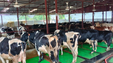 আসন্ন কোরবানিকে সামনে রেখে চলছে গরু মোটাতাজাকরণ