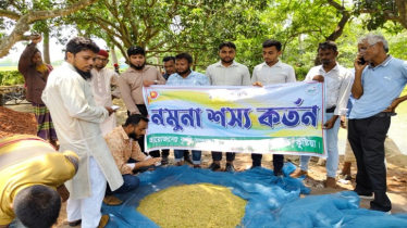 ব্রিধান-৯২ চাষ, বিঘাপ্রতি ফলন ২৯ মণ