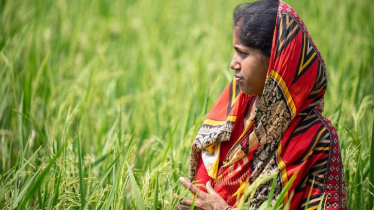লবণাক্ততা মোকাবিলায় জৈব কৃষি, সুন্দরবনের নারীদের অনন্য লড়াই