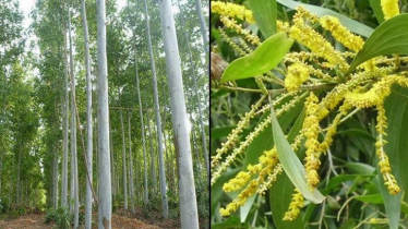 ইউক্যালিপটাস ও আকাশমণি গাছ নিষিদ্ধ