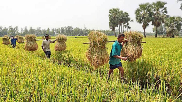 কৃষি বাজেট: সঠিক বরাদ্দ ও বাস্তবায়নই কৃষির ভবিষ্যৎ