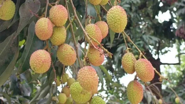 বেদেনা লিচুর জিআই স্বীকৃতি: রপ্তানির উদ্যোগ চান দিনাজপুরের কৃষকরা