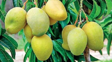 চাঁপাইনবাবগঞ্জে চলতি মৌসুমে থাকছে না ‘ম্যাংগো ক্যালেন্ডার’