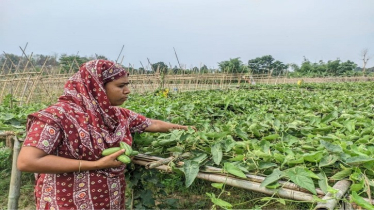 খাগড়াছড়ি মাচায় পটল চাষে নারী উদ্যোক্তার সাফল্য