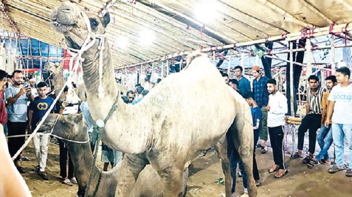 মইজ্জারটেক কোরবানির হাটে উটের আগমন, প্রতিটি উটের দাম কত?
