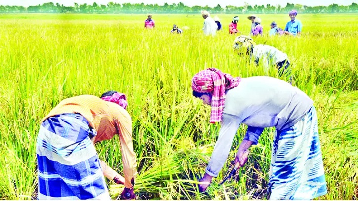 নওগাঁয় বোরো ধান কাটা শুরু : ভালো ফলন ও দামে খুশি কৃষক নওগাঁয় বোরো ধান কাটা শুরু : ভালো ফলন ও দামে খুশি কৃষক