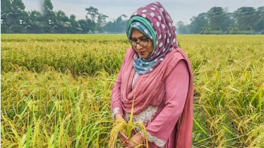 New Fragrant, Zinc-Enriched Rice GAU-3 Promises Agri revulation