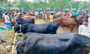 Cattle Markets Buzzing in Lalmonirhat Ahead of Eid-ul-Adha