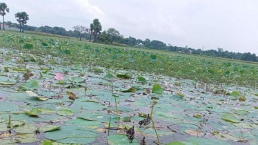 Bangladesh Declares Two Wetlands as Wildlife Sanctuaries