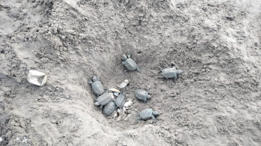 Sundarbans Breeding Center Welcomes 65 Baby Turtles