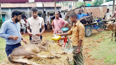 LSD Outbreak Kills 18 Cattle, Infects Thousands in Phulbari