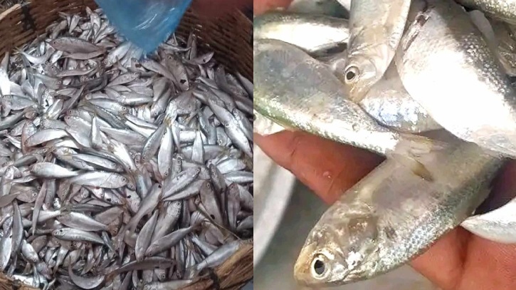 Illegal Netting Decimates Juvenile Ilish Illegal Netting Decimates Juvenile Ilish