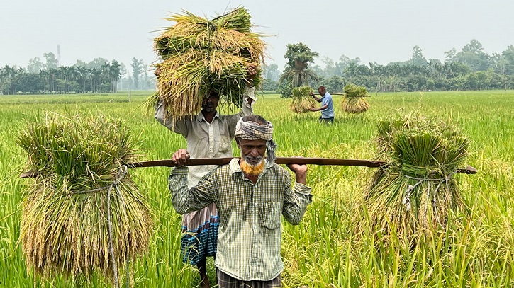 ফলন ও দাম ভালো, রাজশাহীর বোরো চাষীদের মুখে হাসি ফলন ও দাম ভালো, রাজশাহীর বোরো চাষীদের মুখে হাসি