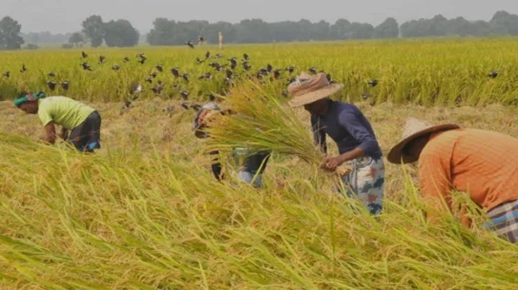 অনুকূল আবহাওয়ায় বোরো আবাদে লাভের স্বপ্ন কুষ্টিয়ার চাষিদের অনুকূল আবহাওয়ায় বোরো আবাদে লাভের স্বপ্ন কুষ্টিয়ার চাষিদের