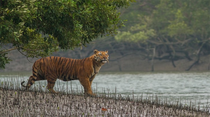 সুন্দরবনের ১০ কিলোমিটার এলাকায় শিল্পপ্রতিষ্ঠান নির্মাণে নিষেধাজ্ঞা জারি সুন্দরবনের ১০ কিলোমিটার এলাকায় শিল্পপ্রতিষ্ঠান নির্মাণে নিষেধাজ্ঞা জারি