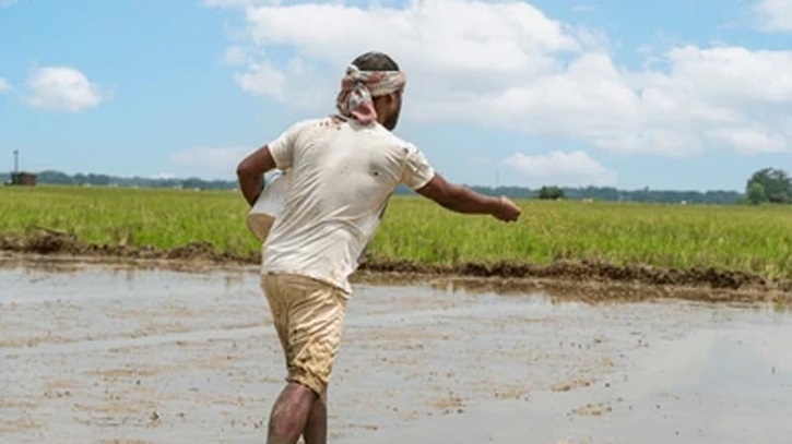 হাওরে বীজ ধান বপনে ব্যস্ত সময় পার করছেন কৃষকরা