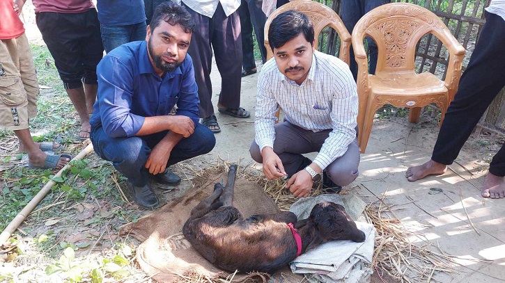 দুই মাথার বাছুরের জন্ম নিয়ে চাঞ্চল্যের সৃষ্টি, বিরল বাছুর দেখতে মানুষের ভিড়