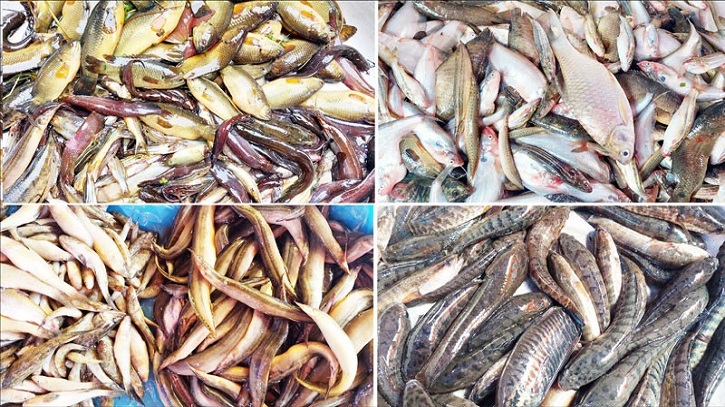 জলবায়ু পরিবর্তনের প্রভাবে বিলুপ্তির পথে সুস্বাদু ছোট মাছ