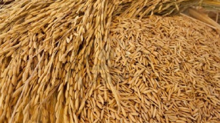 হাইব্রিড বীজের দিকে ঝুঁকছে চাষীরা, মানহীন ধান বীজে উদ্বিগ্ন কৃষক