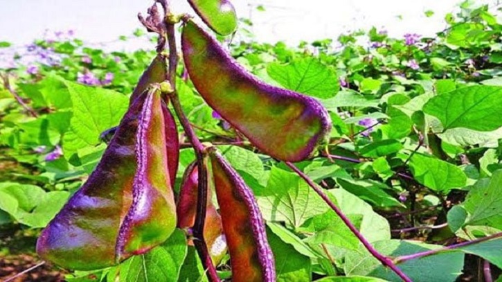 ‘রূপবান শিম’ চাষে কৃষকদের চারগুণ লাভ