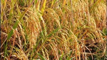 মেহেরপুরের আমন ধানের অধিক ফলন, কৃষকের মুখে হাসির ঝিলিক