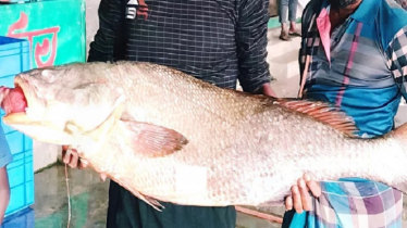 বড়শিতে ধরা ৩৭ কেজির কালো পোয়া মাছ, ১ লাখ ১১ হাজারে বিক্রি বড়শিতে ধরা ৩৭ কেজির কালো পোয়া মাছ, ১ লাখ ১১ হাজারে বিক্রি