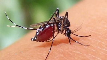 ডেঙ্গুতে ৫ জনের মৃত্যু, হাসপাতালে ভর্তি ১১৩৯ রোগী ডেঙ্গুতে ৫ জনের মৃত্যু, হাসপাতালে ভর্তি ১১৩৯ রোগী