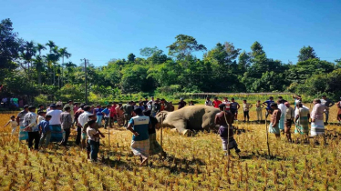 বিদ্যুৎস্পৃষ্টে বন্য হাতি হত্যা, লাপাত্তা অভিযুক্ত ধানচাষী