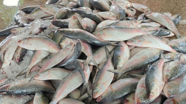 একটানেই জালে উঠল ১৪০ মণ ইলিশ! একটানেই জালে উঠল ১৪০ মণ ইলিশ!