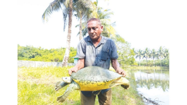প্রকৃতিতে ফিরছে ২৭ কেজি ওজনের বিলুপ্তপ্রায় বিশাল আকৃতির কচ্ছপ প্রকৃতিতে ফিরছে ২৭ কেজি ওজনের বিলুপ্তপ্রায় বিশাল আকৃতির কচ্ছপ