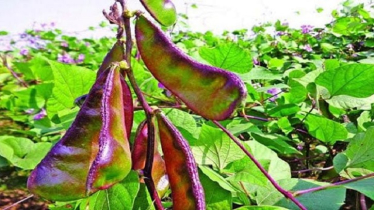 ‘রূপবান শিম’ চাষে কৃষকদের চারগুণ লাভ