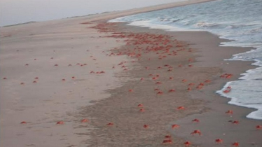 সোনাদিয়া দ্বীপের জীববৈচিত্র্য পুনরুদ্ধারে ৩ কোটি ৩৮ লাখ টাকার প্রকল্প সোনাদিয়া দ্বীপের জীববৈচিত্র্য পুনরুদ্ধারে ৩ কোটি ৩৮ লাখ টাকার প্রকল্প