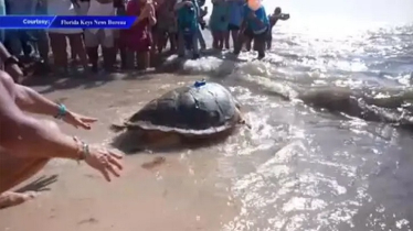 ভাইরাল কচ্ছপ ‘মলির’ বাড়ি ফেরা; বিদায় জানাতে দর্শনার্থীদের ঢল