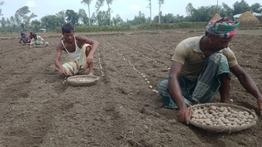 দিনাজপুরে ৪৭ হাজার ২৫০ হেক্টর জমিতে আলু চাষের লক্ষ্যমাত্রা নির্ধারণ দিনাজপুরে ৪৭ হাজার ২৫০ হেক্টর জমিতে আলু চাষের লক্ষ্যমাত্রা নির্ধারণ