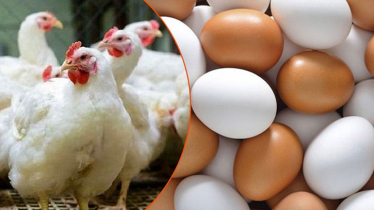 আজ থেকে সারাদেশে ডিম–মুরগি উৎপাদন বন্ধের ঘোষণা