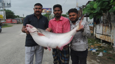 গোয়ালন্দে পদ্মার এক পাঙ্গাশ ৭৬ হাজার টাকায় বিক্রি গোয়ালন্দে পদ্মার এক পাঙ্গাশ ৭৬ হাজার টাকায় বিক্রি