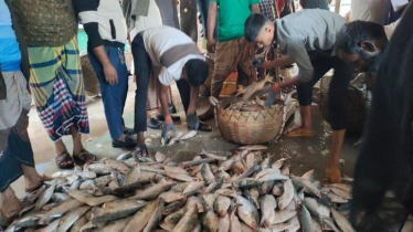 এক টানে মিলল ২০০ মন ইলিশ, বিক্রি হলো ৫২ লাখ টাকা