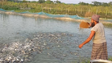 শীতকালে মাছের খাদ্য প্রয়োগ কৌশল শীতকালে মাছের খাদ্য প্রয়োগ কৌশল