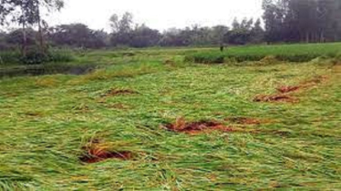 কৃষিতে নতুন সংকটের নাম ‘নভেম্বর’ কৃষিতে নতুন সংকটের নাম ‘নভেম্বর’