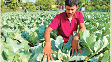 ক্ষেতে রঙিন সবজি, মুখে উজ্জ্বল হাসি